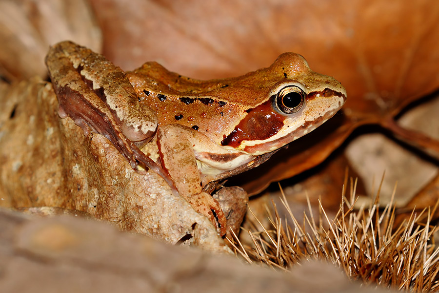 Rana dalmatina? Molto probabile